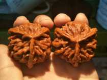 Juyou source boutique Wenwen Walnut Natural Alien Wild Panshan Gongzi Hat Triangle Stretch Slip