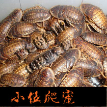 Dubia cockroach live spider Centipede scorpion palace guard lizard and other Dubia climb pet live feed Dubia