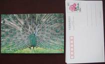 One Dollar Special PP12 Rose Flower 40 Points Regular Postage Postcard Animal Feature - Peacock