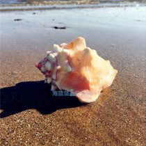 Natural conch shell rouge snail 8-14 wide phoenix snail Aquarium landscaping home wedding decoration lucky collection