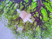 Gasoline Generator GX160GX390 Fuel Filter Yamaha Gasoline Oil Grate Filter