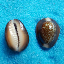 2-3cm natural perforated conch shell diy handmade tortoise shell Snow Mountain snail jewelry accessories materials