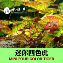Aquarium Township] Mini four-color Tiger Red Tiger green tiger spotted water lily spray point water lotus background water grass
