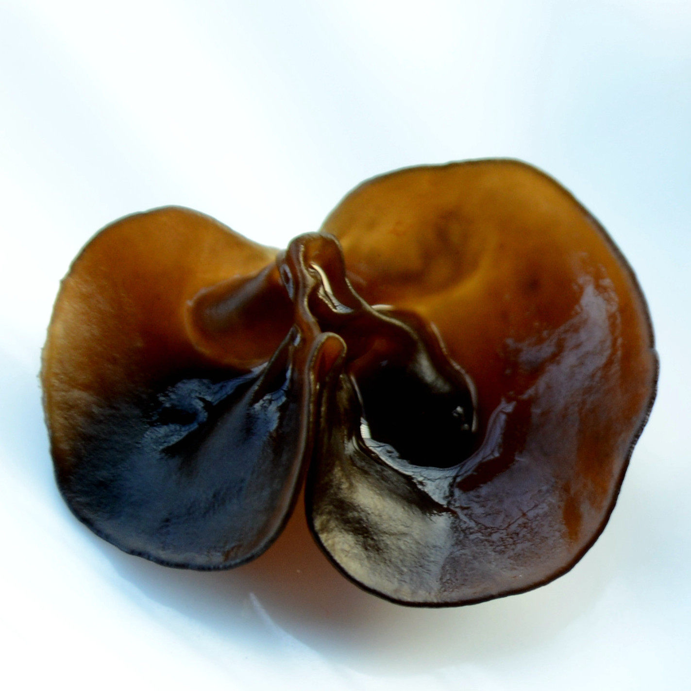 (Xiaoqian Shan Zhen) Premium Black mountain basswood small bowl ear thin and crispy semi-wild autumn fungus 250g