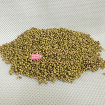 INDIAN FOOD INDIAN FOOD SPICE CURRY CORIANDER SEEDS. CORIANDER SEEDS CORIANDER SEEDS
