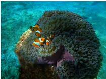 Marine fish beautiful clown fish son clown tomato clown fish local water supply