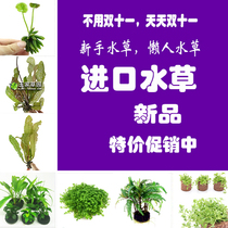 Imported water grass~Green water grass~Green chrysanthemum climbing pearl net grass Big roll wave banana grass Green algae ball bubble pepper