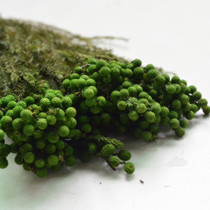 Little flower forever flower coral fruit DIY Japanese land farm fruit