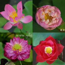 Bowl Lotus head card collection summer heat-resistant aquatic flowers * bowl lotus seeds * mixed color