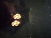 Brass button shoulder buttons