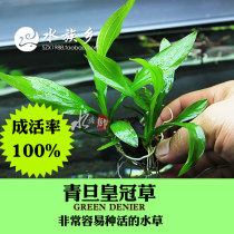 Aquarium Township] Qingdan water plant landscaping water plant green egg head to take the lead in the super-resistant live after-scene novice recommendation