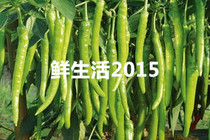Fresh Hangzhou Peppers Green Hangzhou Peppers Boutique Hangzhou Peppers 500g Beijing-Tianjin-Hebei Arbitrary 6 pieces