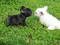  Purebred French Bull French Bulldog French Bull Puppy Pet dog Live puppy Race-level dual-pedigree live dog 0