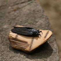 Famous pot autumn moon tea pet ornaments purple sand creative contented bamboo section cicada simulation tea play tea tray tea ceremony peripheral spare parts