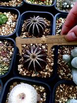 You Baiqiu real life per price