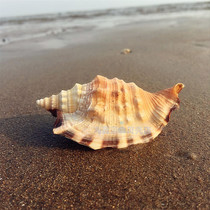 Natural conch shell swallow tail snail 8-9CM golden sleeve Phoenix snail Black mouth Phoenix snail aquarium landscaping floor ornaments