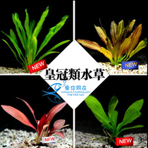 Uruguay aquatic grass living grass big leaves Green Red nine crowns red head green grass fish tank aquarium aquarium landscaping