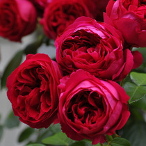 European Moon Red Dragon Red Dragon sand rose rose potted