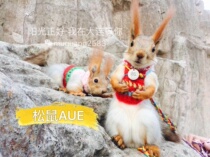 Squirrel clothes handmade squirrel small sweater clothes style handmade sweater (one piece per piece)