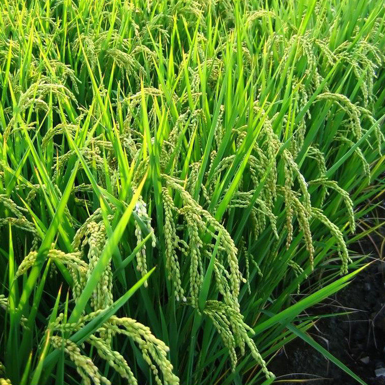 (Xiaoqian Shanzhen) Original northeast rice does not polish does not polish the left embryo rice 10 pounds per serving
