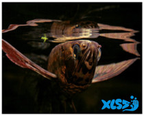 Hot sale ornamental fish tropical fish freshwater fish ancient butterfly fish small fish aquarium pet live bag live fish