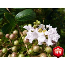 Accounting Accounting Software Single - machine Accounting Accounting Accounting Accounting Accounting Accounting Accounting Accounting Accounting Recording Installation Video