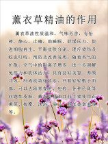 749 home poster board printed sticker material 698 the role of lavender essential oil