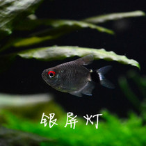 South American water ethnic silver screen lamp ball light red eyeball light small tropical fish full amount