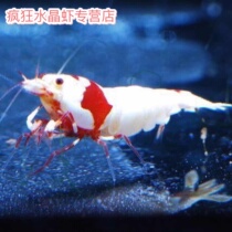 Pure Blood Crystal Shrimp Red White Crystal Shrimp Red White White Maggot Shrimp Ornamental Shrimp Pet Shrimp Live Rice Shrimp Crazy Crystal Shrimp