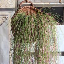 Simulation Wicker sling Vine simulation plant simulation flower hanging rattan fake flower forest wedding