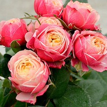 Garden plant romantic Bik European rose flower classic miniature diligent flower multi head disease resistance strong suitable for potted plants