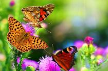 Adult 1000 Chip Wood Puzzle 1500 Childrens Educational Toy Animal Customized Creative Gift Butterfly Love Flower
