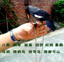 Starling anklet anklet anklet foot sleeve foot tripping leather sleeve anklet talk eyebrow bird with upper chain parrot stand