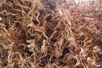 Shenliu new wood water plant landscape rhododendron root size mixed batch 100 pounds starting batch