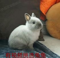 Purebred Begonia Pygmy Living Teacup Mini Small white Hyacinth lop cat Cat Rabbit