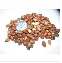 Daxinganling wild horsetail pine nuts Yan pine pine fruit original flavor do not open special price 18 yuan 250 grams