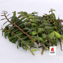 Yandang mountain fresh Dendrobium dendrobium fresh strip leaves a pound imitation of wild iron maple Doo Shunfeng