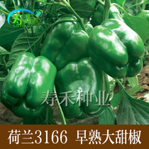 Netherlands 3166 Sweet pepper seed seedlings precocious pepper seed seeds Green pepper pepper pepper lantern pepper seed seeds vegetable larvae and seedlings