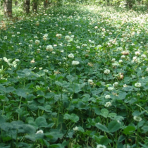 (Night Pearl) White clover seed red clover seed net seed sea hair uncoated safflower cover pasture seed