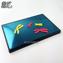  Magnetic cell chromosome change model component in meiosis Biological teaching teaching aid 280*180mm