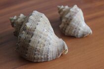Early natural exquisite old conch ornaments a pair of collection length 68-48mm X15 B42
