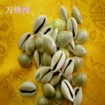 Junction Price Sea Snail Natural Phnom Penh Stun Manzagon Pint Jewel Hide 250 gr