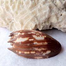 Natural conch shell imperial snail floor Home decoration fish tank aquarium landscaping pieces large collection