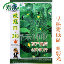 Dutch Champions League F1318 cucumber seeds sowing antiviral disease autumn and winter early spring high-yield vegetable seeds