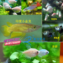 Kiss fish color kissing dress black dress gold medaka tropical fish ornamental fish live fish