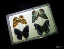 Transparent plastic cartridge Crystal plastic box size: 21cm * 15cm * 5cm