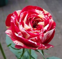 Potted Flowers European Moon New Variety Striped Rose Maoshen Dance Red and White Buttercup Fen Flower Cut Flower Seedlings