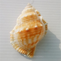  Natural conch shell sea cucumber snail fish tank Aquarium landscaping Wedding home floor Mediterranean decoration