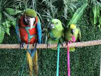 US imported flight expert Parrot flying rope out rope walking bird traction training rope out of supplies to escape