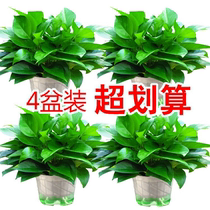 Green dill potted plants Indoor hydroponic green basket long vine evergreen leaf flowers Formaldehyde-absorbing green Luo water-raising chlorophyll Lu 